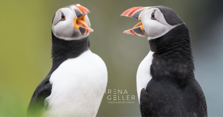 puffins