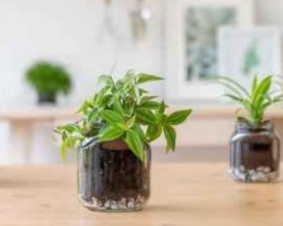 Empty Nutella Jar Katherine Sabbath pot plant