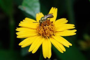 Detailed image of a yellow flower with a hoverfly on top, emphasizing nature's beauty.